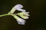 Englemann's milkvetch